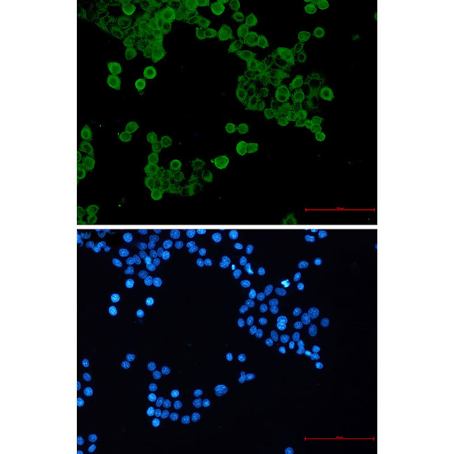 Phospho-AMPK alpha-1 (Ser496) Antibody in Immunocytochemistry (ICC/IF)