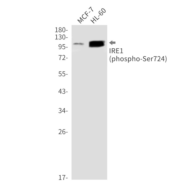 Phospho-IRE1 alpha (Ser724) Antibody in Western Blot (WB)