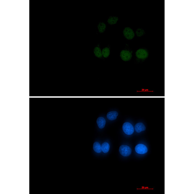 Phospho-RAD17 (Ser656) Antibody in Immunocytochemistry (ICC/IF)