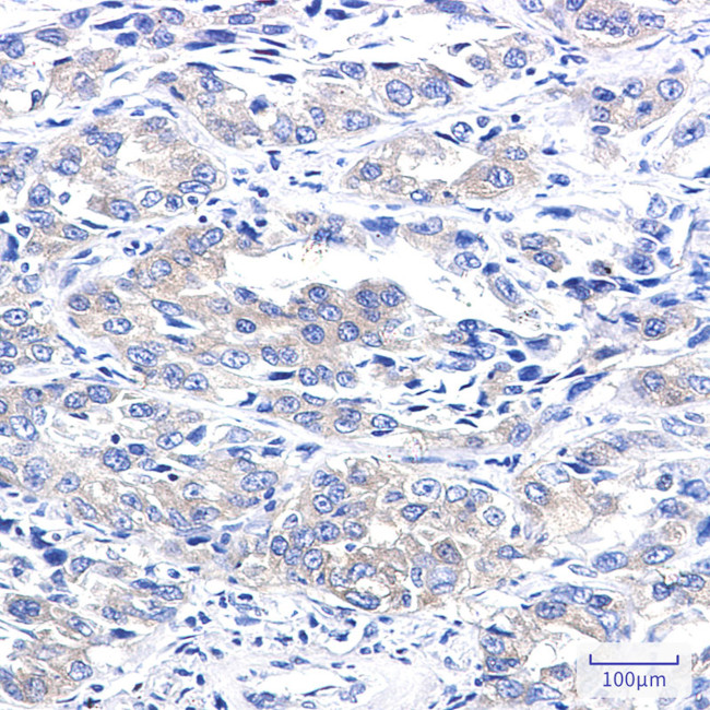 A-Raf Antibody in Immunohistochemistry (Paraffin) (IHC (P))