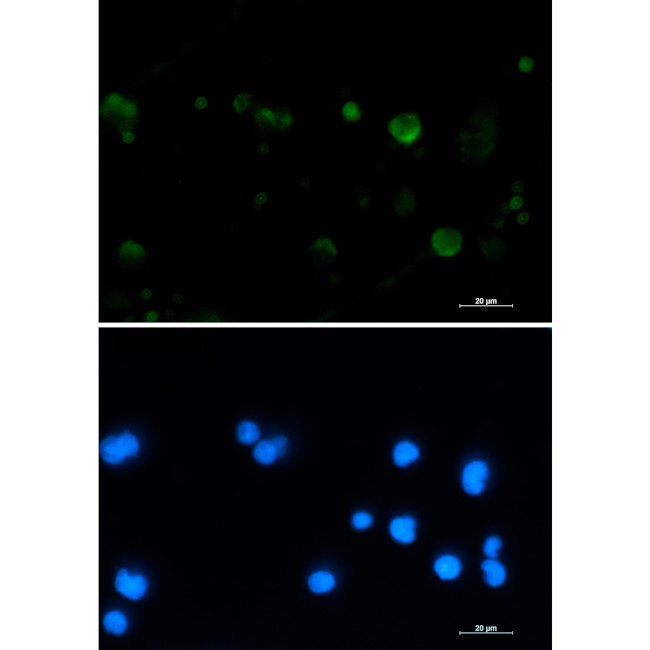 Aconitase 2 Antibody in Immunocytochemistry (ICC/IF)