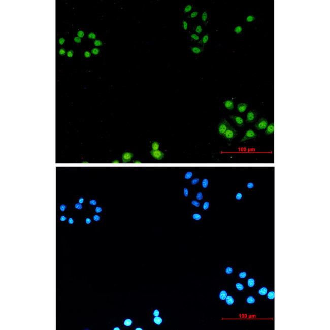 AKAP8 Antibody in Immunocytochemistry (ICC/IF)