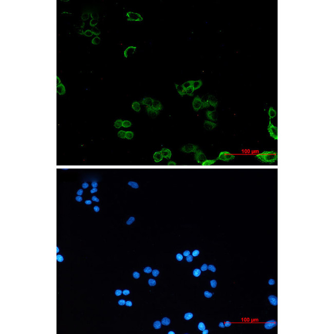 AMPK gamma-1 Antibody in Immunocytochemistry (ICC/IF)