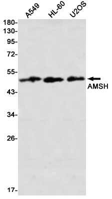 STAMBP Antibody in Western Blot (WB)