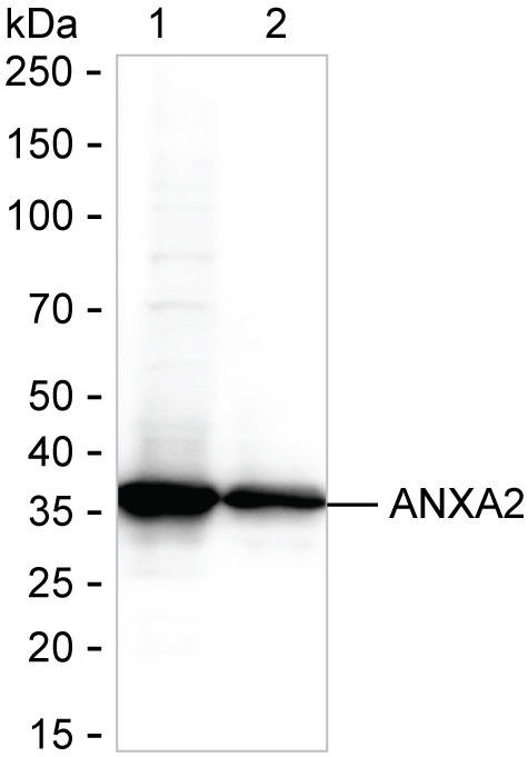 Annexin A2 Antibody in Western Blot (WB)