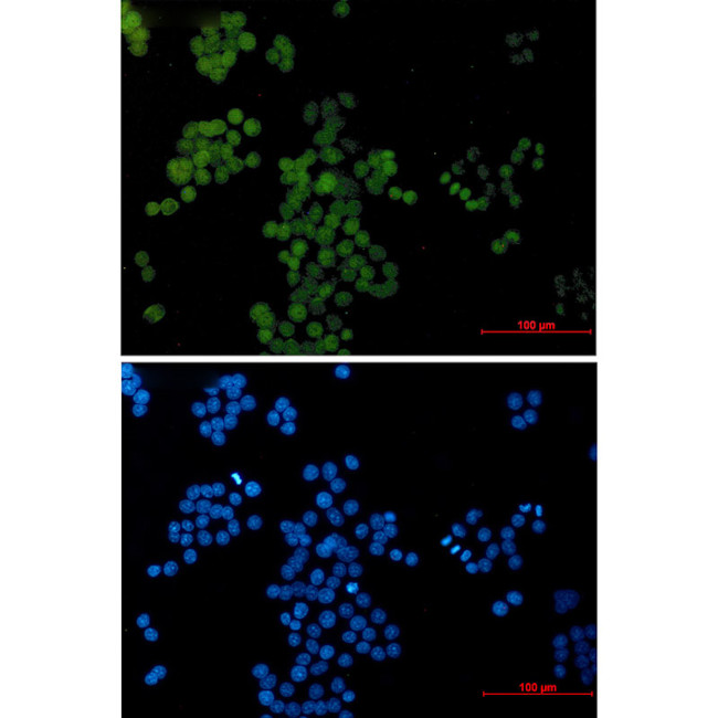 AP2 gamma Antibody in Immunocytochemistry (ICC/IF)