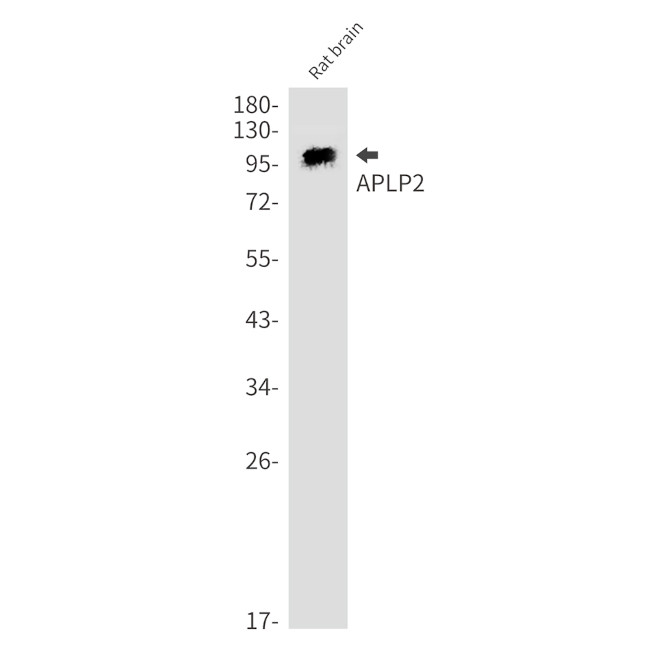 APLP2 Antibody in Western Blot (WB)