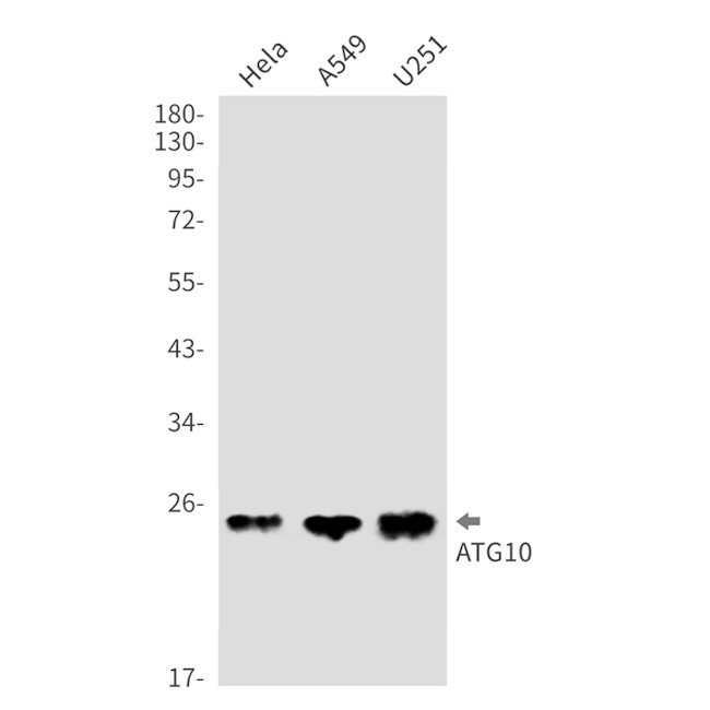 ATG10 Antibody in Western Blot (WB)