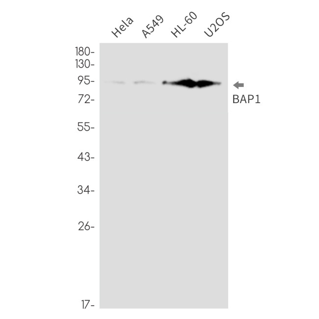 BAP1 Antibody in Western Blot (WB)