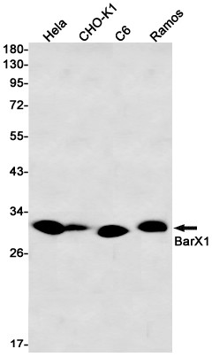 BarX1 Antibody in Western Blot (WB)