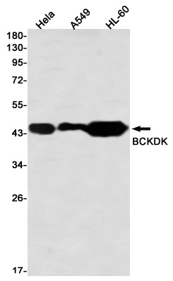 BCKDK Antibody in Western Blot (WB)