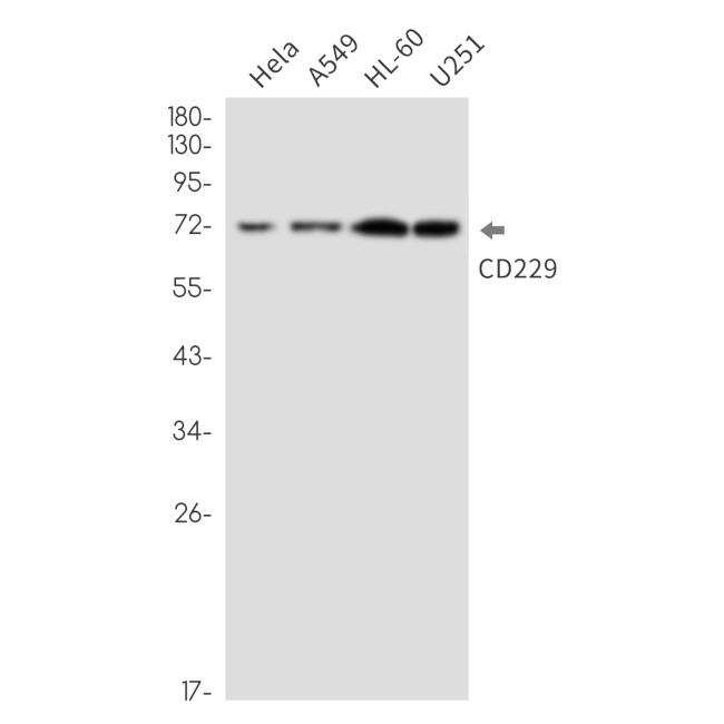 CD229 Antibody in Western Blot (WB)