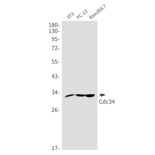CDC34 Antibody in Western Blot (WB)