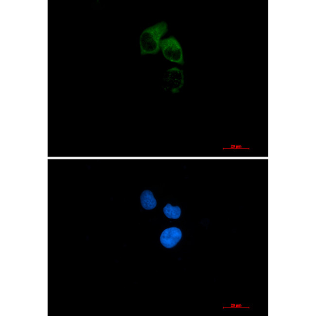 CEP55 Antibody in Immunocytochemistry (ICC/IF)
