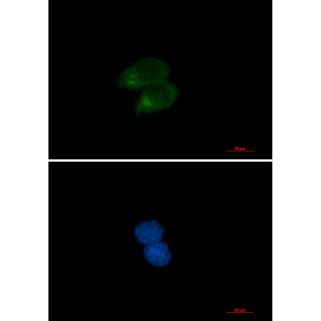 CLSTN1 Antibody in Immunocytochemistry (ICC/IF)