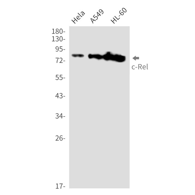 c-Rel Antibody in Western Blot (WB)