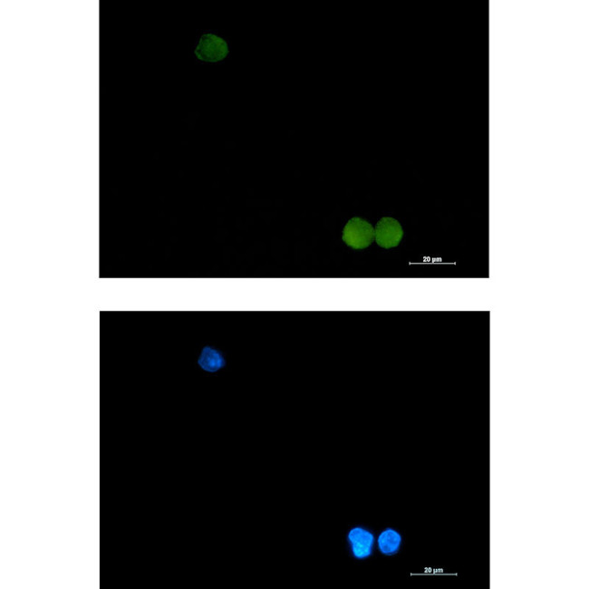 CrkL Antibody in Immunocytochemistry (ICC/IF)