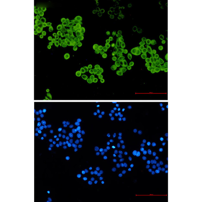 CYP2D6 Antibody in Immunocytochemistry (ICC/IF)