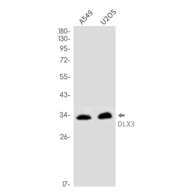 DLX3 Antibody in Western Blot (WB)