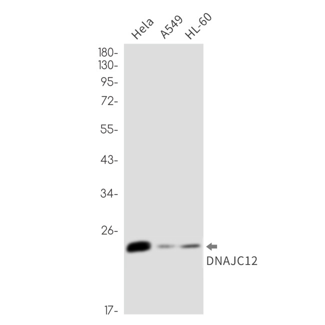 DNAJC12 Antibody in Western Blot (WB)