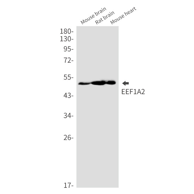 EEF1A2 Antibody in Western Blot (WB)