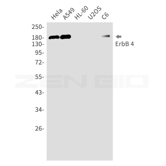ErbB4 Antibody in Western Blot (WB)