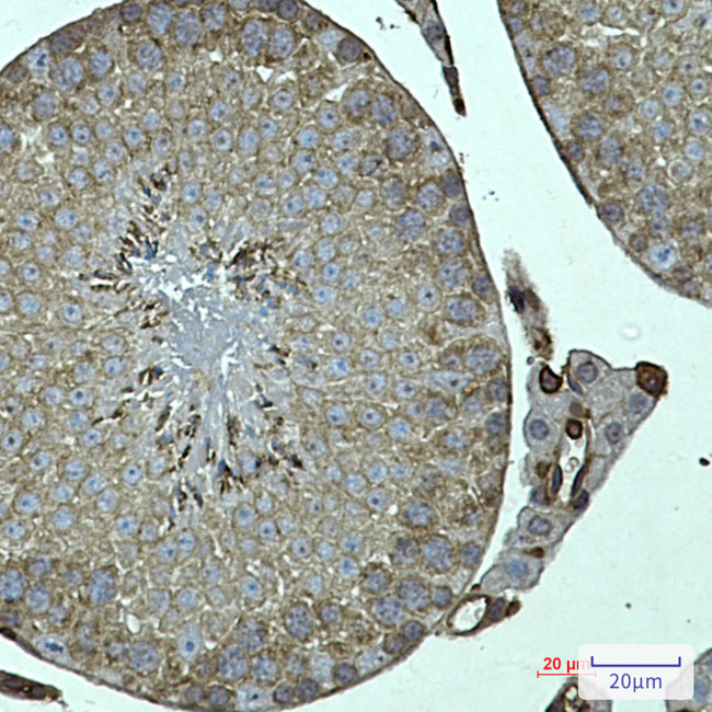FKBP6 Antibody in Immunohistochemistry (Paraffin) (IHC (P))