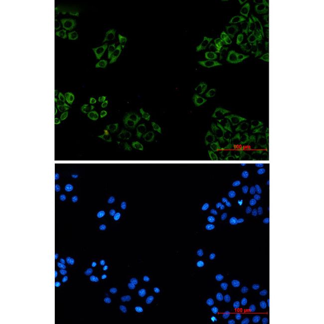 FXR1 Antibody in Immunocytochemistry (ICC/IF)