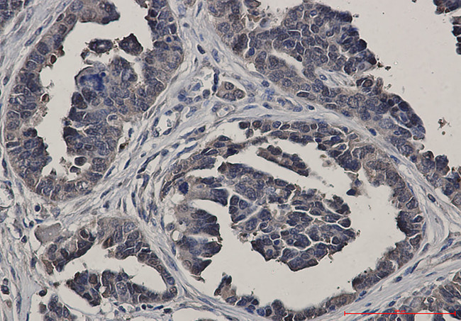 GSS Antibody in Immunohistochemistry (Paraffin) (IHC (P))