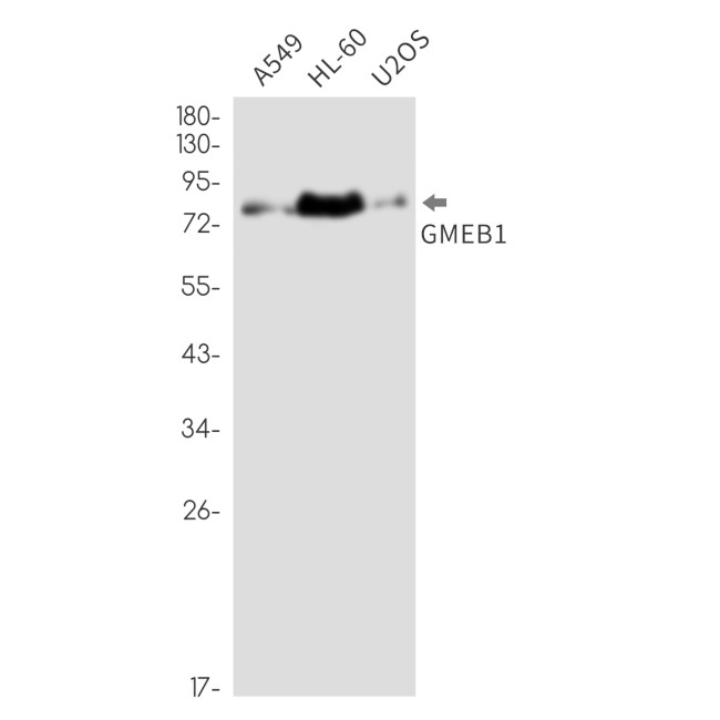 GMEB1 Antibody in Western Blot (WB)