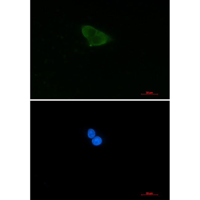 HINT1 Antibody in Immunocytochemistry (ICC/IF)