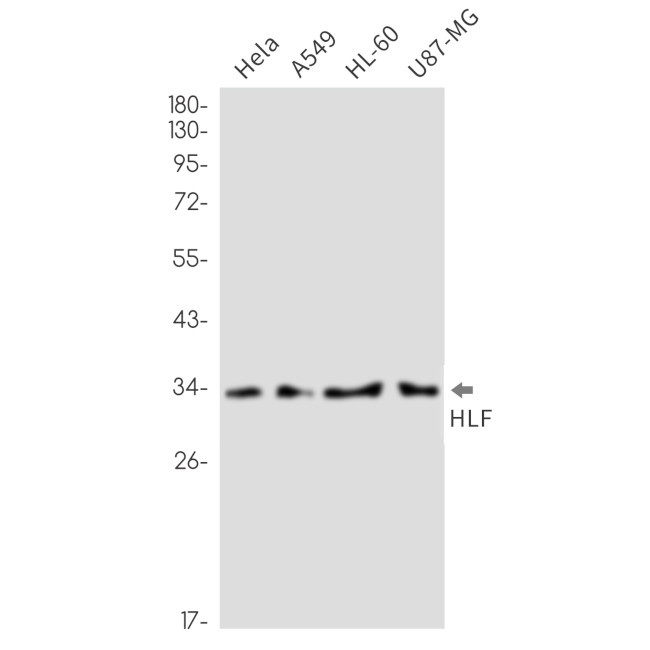 HLF Antibody in Western Blot (WB)