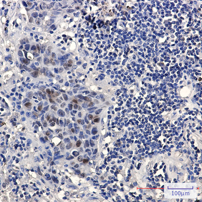 HMG4 Antibody in Immunohistochemistry (Paraffin) (IHC (P))