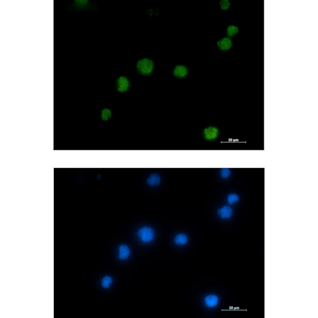 HMGB2 Antibody in Immunocytochemistry (ICC/IF)