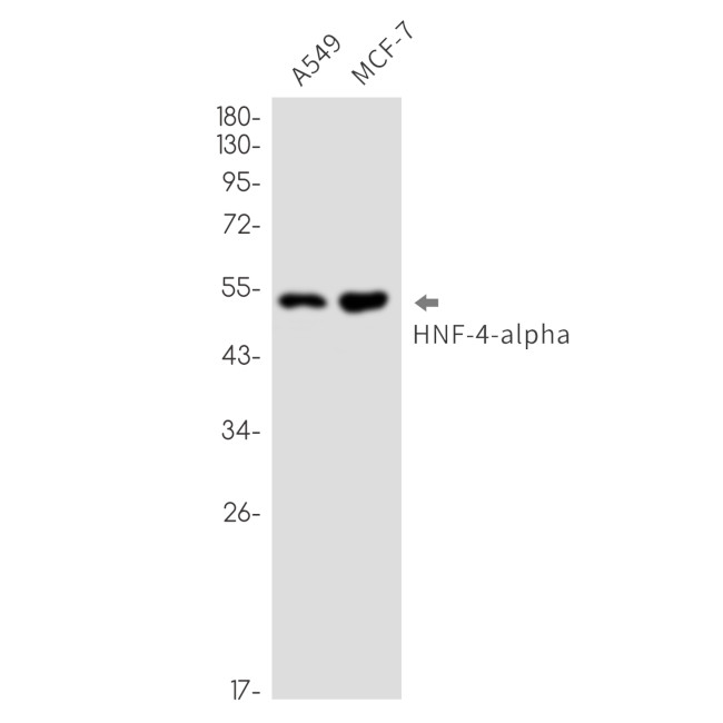 HNF4A Antibody in Western Blot (WB)