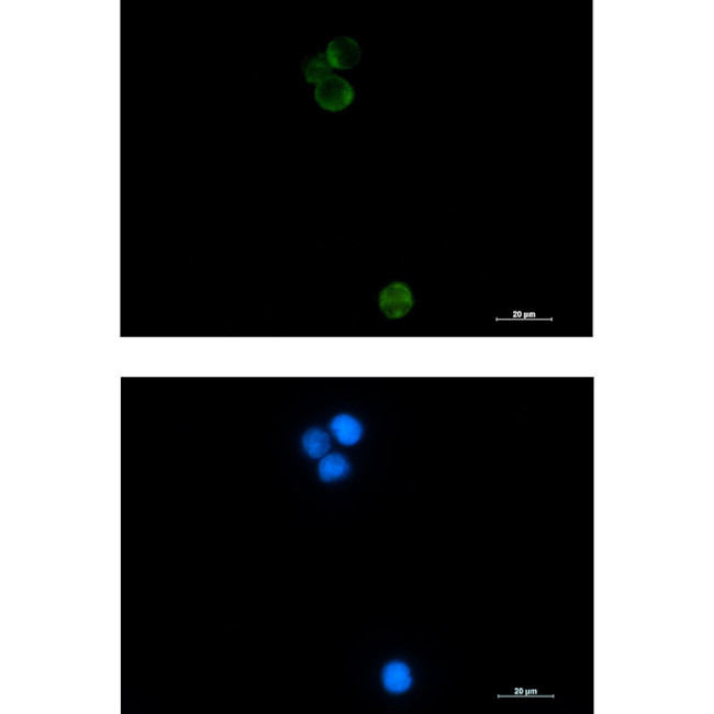 HSPA14 Antibody in Immunocytochemistry (ICC/IF)