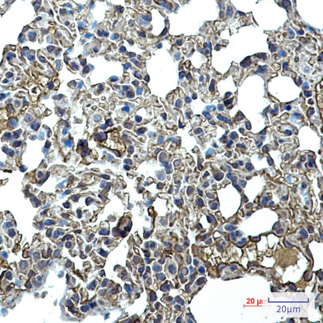 ICAM-2 Antibody in Immunohistochemistry (Paraffin) (IHC (P))