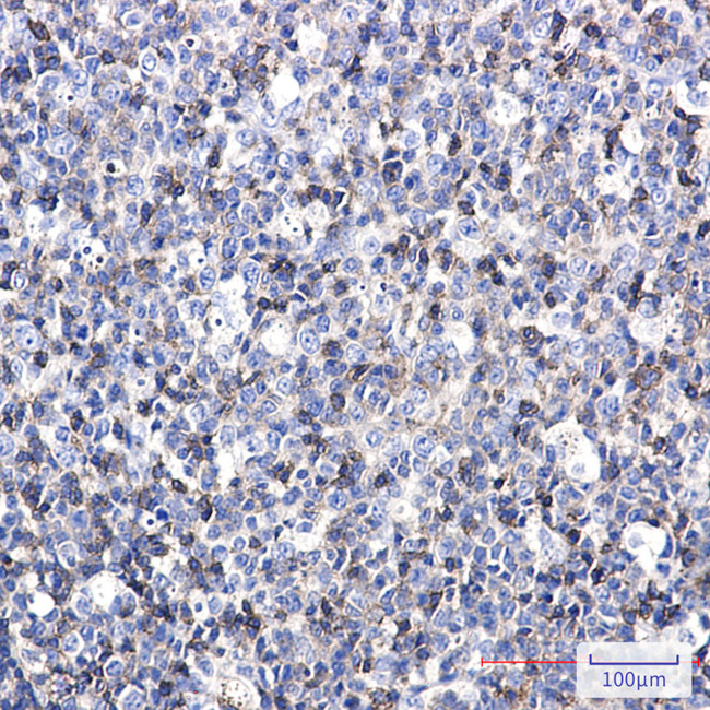 ICAM3 Antibody in Immunohistochemistry (Paraffin) (IHC (P))