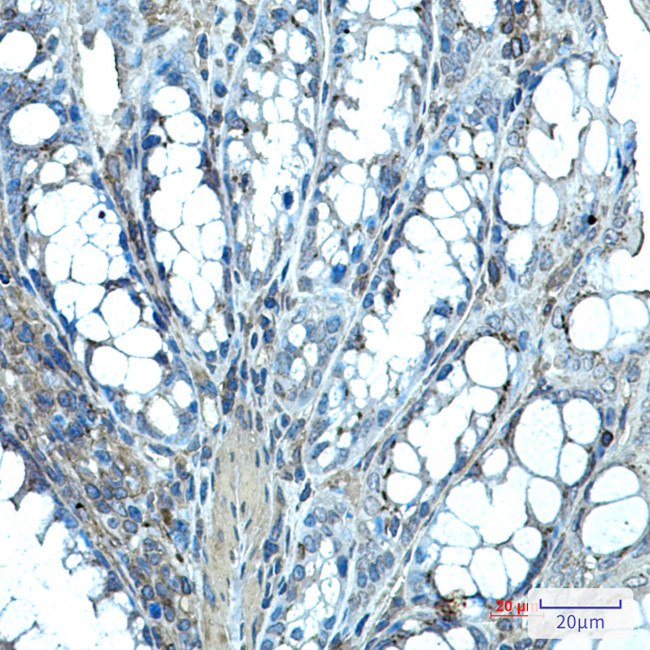 IHH Antibody in Immunohistochemistry (Paraffin) (IHC (P))