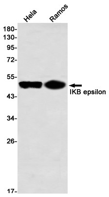 IkB epsilon Antibody in Western Blot (WB)