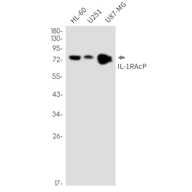 IL-1RAcP Antibody in Western Blot (WB)