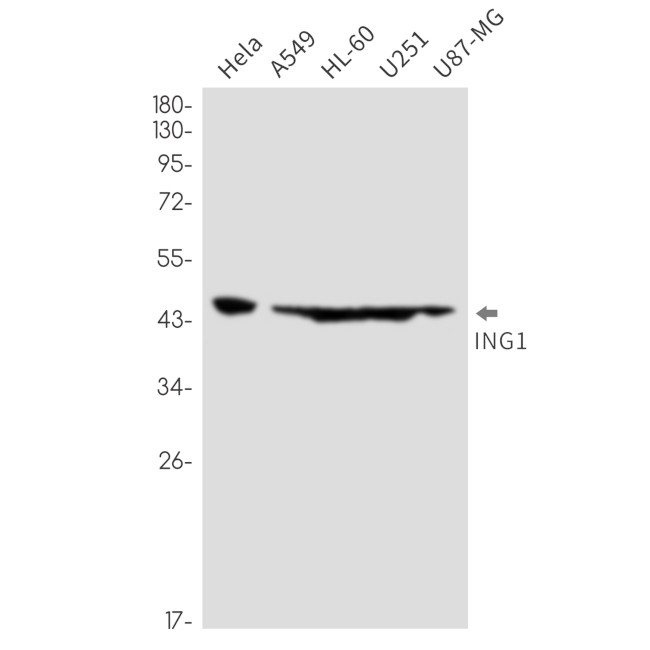 ING1 Antibody in Western Blot (WB)
