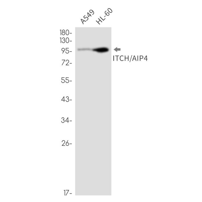 ITCH Antibody in Western Blot (WB)