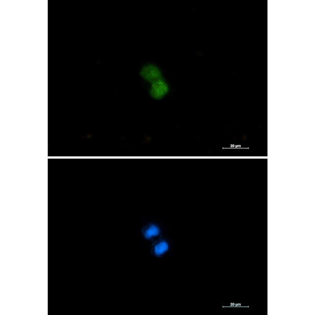 MYST2 Antibody in Immunocytochemistry (ICC/IF)