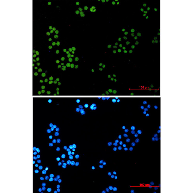 DNA Ligase I Antibody in Immunocytochemistry (ICC/IF)