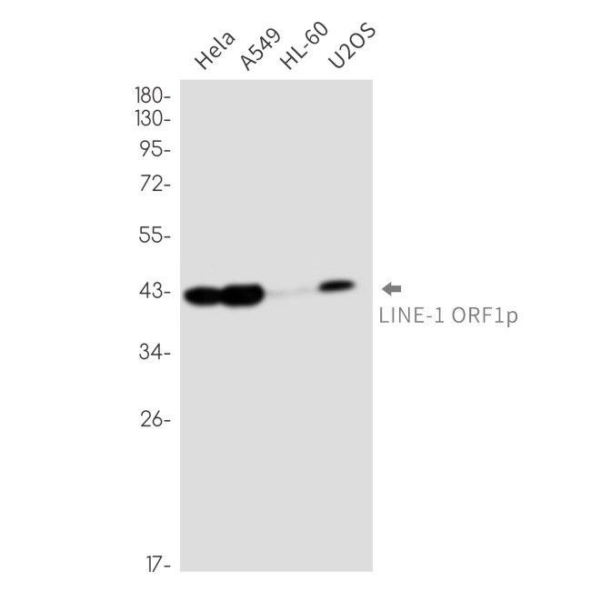 L1RE1 Antibody in Western Blot (WB)