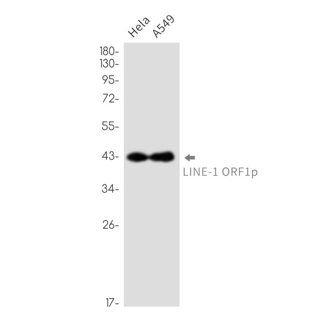 L1RE1 Antibody in Western Blot (WB)