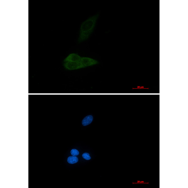 MEKK4 Antibody in Immunocytochemistry (ICC/IF)