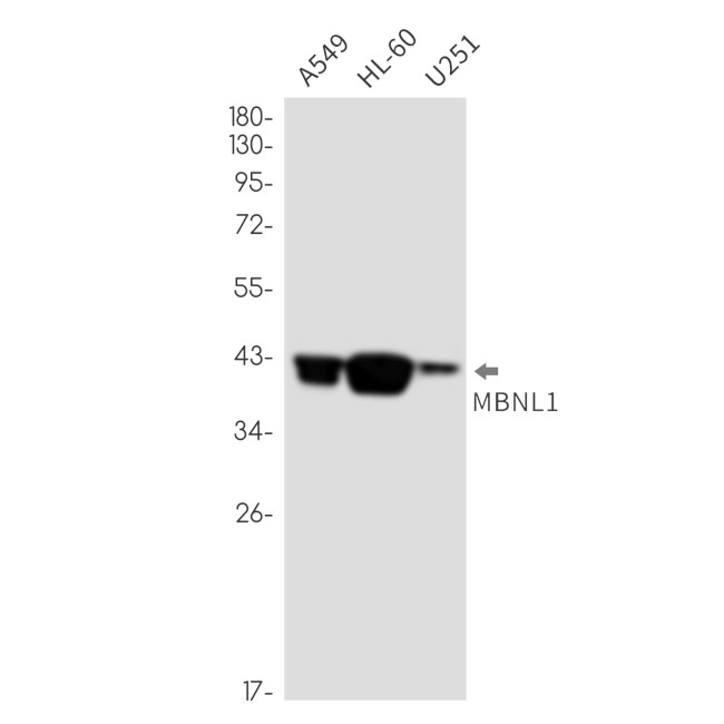 MBNL1 Antibody in Western Blot (WB)