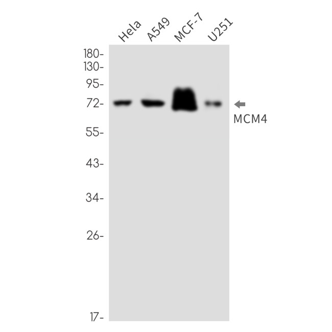 MCM4 Antibody in Western Blot (WB)